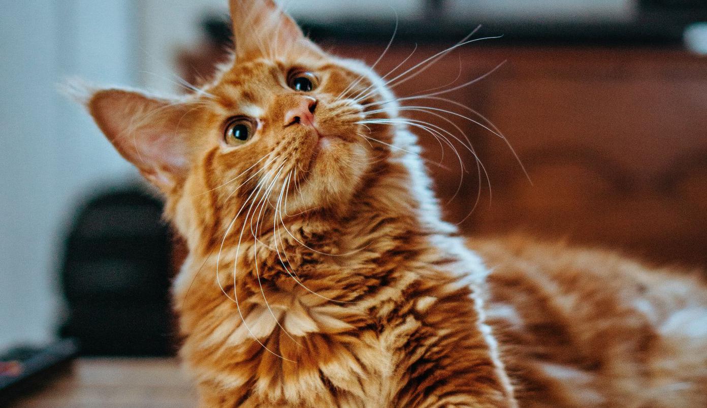 Ginger cat looking curious