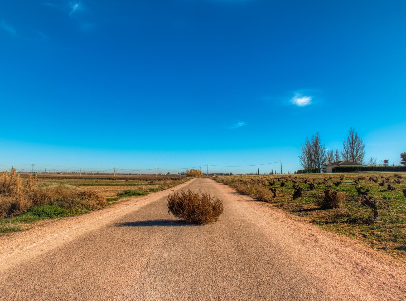 A road with tumbleweed
