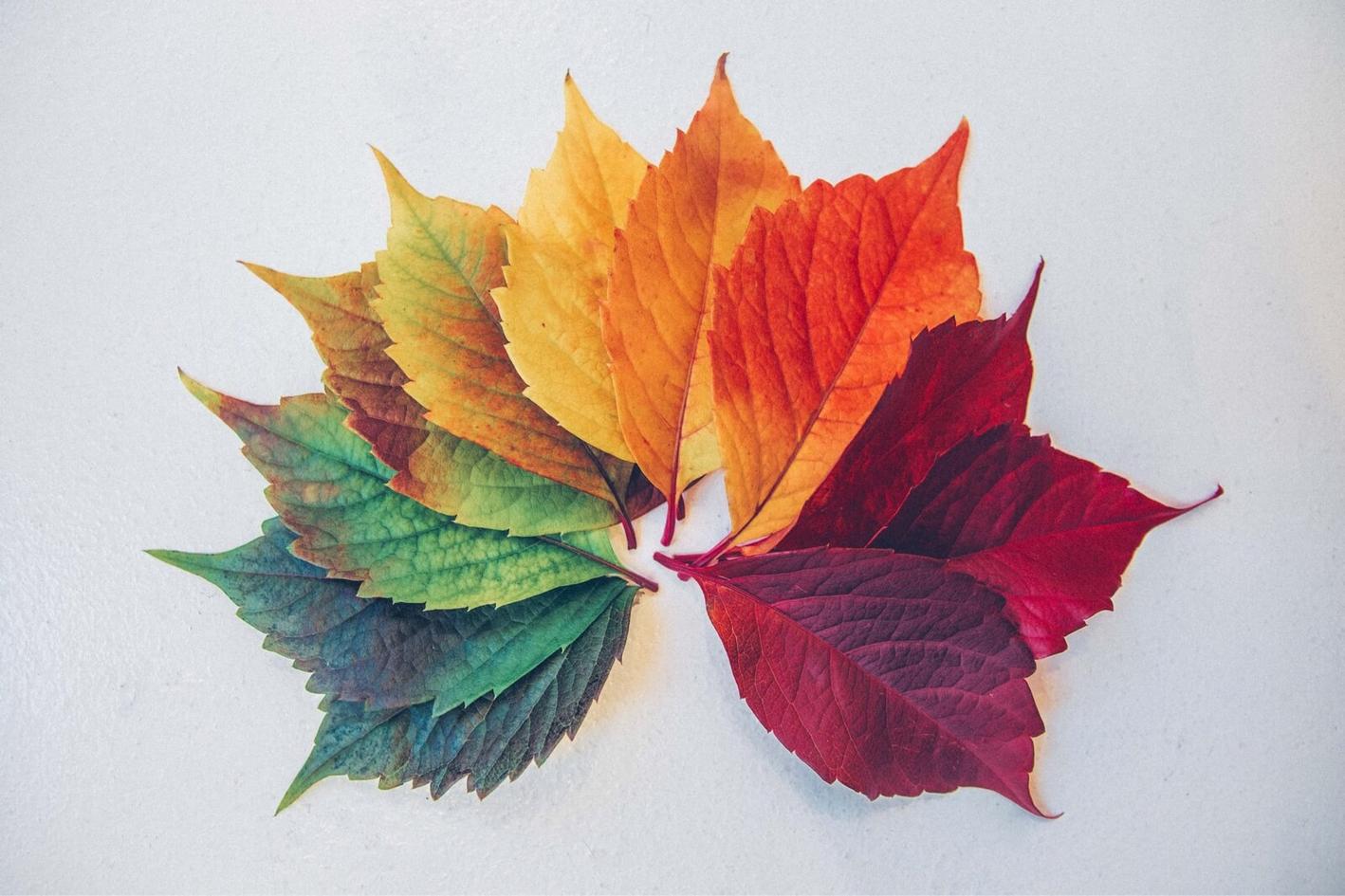 Leaf whose colours reflect the chancing of the seasons, from green to red