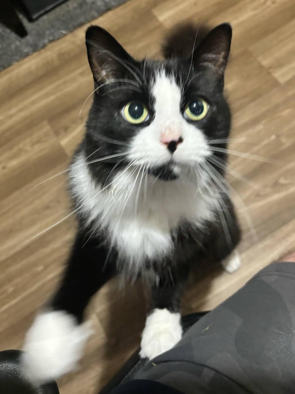 A black and white cat – Roscoe – standing on its back legs and leaning slightly on a chair